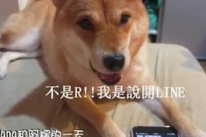 柴犬爆粗口罵X　SIRI回：沒禮貌