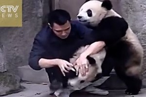 超可愛！！熊貓不想吃藥竟跟飼育員摔角！！其中一隻還不小心被過肩摔..