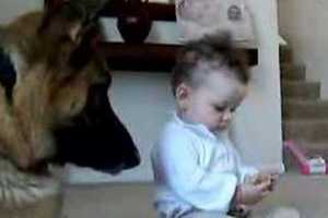  這個小寶寶突然「伸手搶走餅乾」讓全家人都擔心德國狼犬的反應，但牠超暖心的舉動連爸爸都要幫牠出頭！