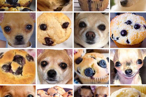 8張狗狗VS食物超迷惑爆笑對比圖，吉娃娃和瑪芬那個完全是相似度100%神聯想！~~~