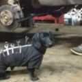 流浪狗狗被汽修店老闆收留，穿上工作服後變身招財狗