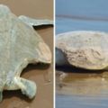 這只海龜媽媽就算外殼被吃掉了一大半，它依然拚死堅持要上沙灘生蛋…