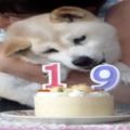 日本一隻年近20歲柴犬的日常，當狗狗老了你還願意照顧它嗎？