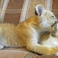 小獅虎被媽媽棄養只好帶回家給貓媽媽顧，長大後...整個獅虎家族都是牠們家的後台啊ＸＤ