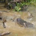 遊客刻意丟麵包引野豬成鱷魚食物，引網友憤怒...