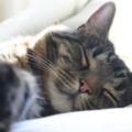 從貓咪的睡姿～了解它對你的信任有多少？!