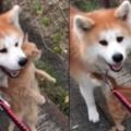 散步遇到愛！柴犬遇到橘貓嗲聲攔路，狂蹭不放行~