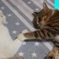 兩只貓咪睡覺總喜歡牽著小手，女主人看不慣，非要分開它們不可