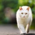 來欣賞一下正宗的「貓步」，每一位佳麗都走得非常專業，你會選擇幾號？