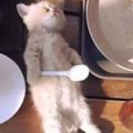 一隻小奶貓在人類的餐桌上睡著了，貓：扶朕起來，還能繼續吃……