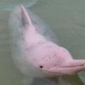 神奇的物種——罕見的粉紅色的海豚