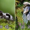 21種「許多人可能一輩子都沒聽過、看過」的奇幻生物！