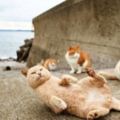 日本的「貓島」田代島好玩嗎？