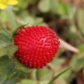 植物入藥抗腫瘤：蛇莓，解毒止血抗癌聖品
