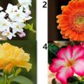心理測試：選一朵你喜歡的花顏色，看你最近會有什麼偏財運！