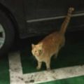 車庫偶遇一隻流浪貓，撿回家送給朋友養，半年後再見時瞬間懵了&下班回家時偶遇一隻流浪貓，仔細一看狂笑不止：這是貓？
