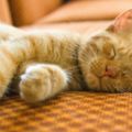 你知道貓咪有多能睡嗎？