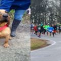 主人只是放她的狗狗去尿尿，沒想到狗狗竟然「意外跑完半程馬拉松」還贏得比賽！
