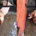 網友下班後發現家門口有隻凍僵的橘貓，一個月後，網友無語了