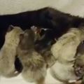 黑貓媽生了7隻銀色小貓，兩周後大變樣，竟是虎斑紋的