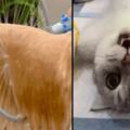 貓咪絕育醫生的朋友圈相簿，看完不厚道地笑了&狗GIF:外國一款360度全方位洗狗神器，簡直不要太方便