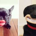 38個可以讓狗狗一秒變諧星的玩具…尤其套上假牙後的模樣真的會把人笑到就醫！