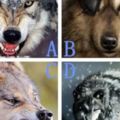 心理測試：4匹狼，哪一匹最兇猛？測未來你能成為多大的老闆
