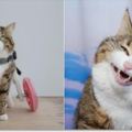 貓咪被虐待致殘卻依然樂觀生活，超勵志「表情包」笑翻網友！