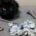 30隻被主人發現千奇百怪的收集品後還不覺得抱歉的貓咪！