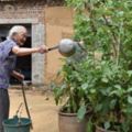 百歲老人長壽有秘方，老人在家裡種了小菜園，有茄子、辣椒、黃瓜等