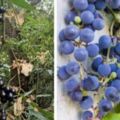 農村山上摘的野葡萄，用來泡酒有什麼功效和作用