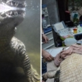 鱷魚夫妻啪啪啪近50年「卻生不出寶寶」　獸醫一看就泛淚：太小了啦…