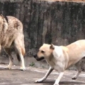 動物園「用狗冒充狼」遊客氣到投訴　園方：牠是公狼女朋友！