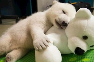 北極熊寶寶獲救後一直哭著要找媽媽，直到給了它這只娃娃…它的反應太催淚了！
