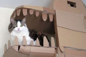 貓奴為了取悅喵星人「親自打造一個龍造型的紙箱城堡」，完成後貓咪一玩就玩到不願離開半步！