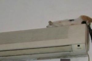 貓咪睡在空調上面，結果一個翻身，嚇得直接炸毛了！