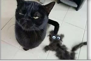 用黑貓掉的毛做了一隻迷你版的牠，結果喵皇超怒：你開什麼玩笑？這是我？！（圖+影片）