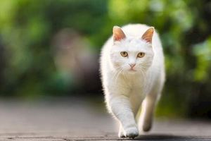 來欣賞一下正宗的「貓步」，每一位佳麗都走得非常專業，你會選擇幾號？