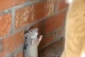 小貓咪把小老鼠圍到牆角，貓咪突然親吻上小老鼠，老鼠表情亮了！