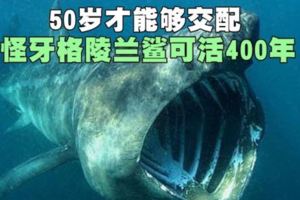 地球「最老脊椎動物」512歲格陵蘭鯊被科學家發現，比莎士比亞還要早出生！