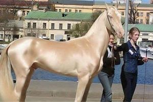 夢幻到不真實的「黃金馬」看起來很假...其實是真正存在地球上的超珍貴品種！