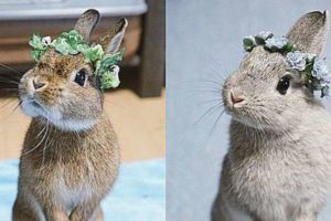 這名網友替家中的4隻小兔子戴上特製的花環後，它們的萌態連仙女們都有點嫉妒了！