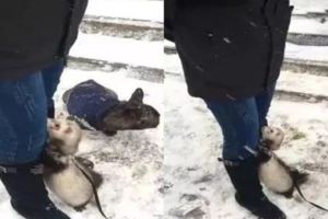 主人帶雪貂出來玩雪，結果小傢伙怕冷死活要抱抱