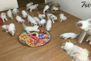 這母貓一胎產下19隻小貓，價值20萬，貓媽媽：我用盡了洪荒之力！