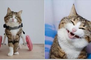 貓咪被虐待致殘卻依然樂觀生活，超勵志「表情包」笑翻網友！