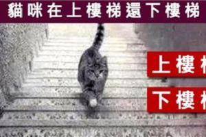 准！貓咪在上樓還是下樓？測你的全面性格！