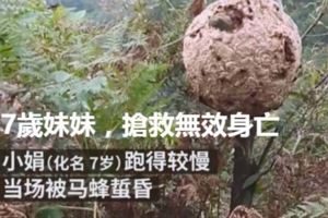 兩姐妹被群蜂蜇7歲妹妹當場被蜇昏，搶救無效身亡