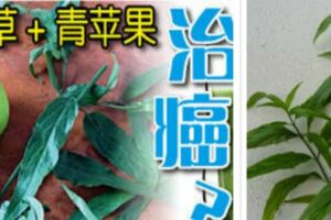 憂遁草+青蘋果治癌？，吃了憂遁草後，肝腫已消失，並沒有任何副作用