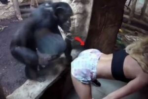 辣妹大秀「超強屁屁」，想看會怎樣！結果黑猩猩超男人！眾人直接爆笑！