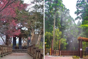 封園10年終於重啟！　台灣最大杉林步道「藤枝森林遊樂區」3月底試營運